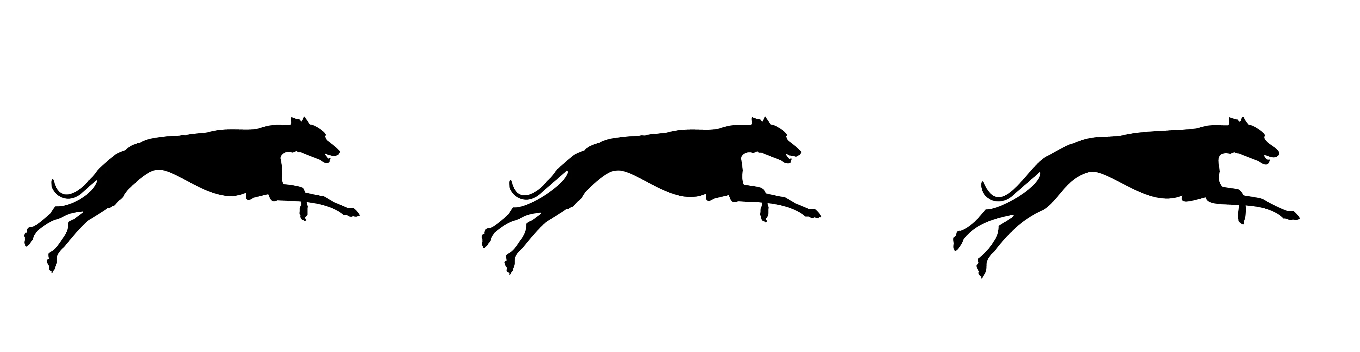 running greyhounds