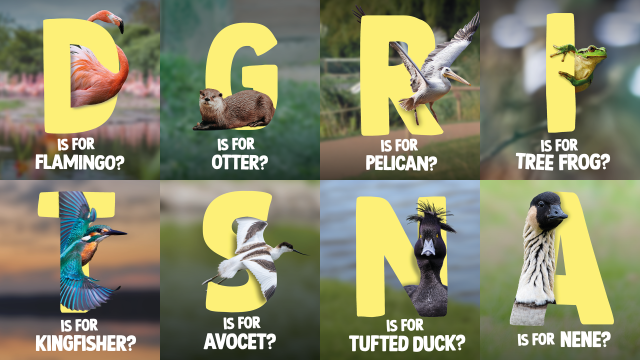 Row of letters interweaved with wetland animals